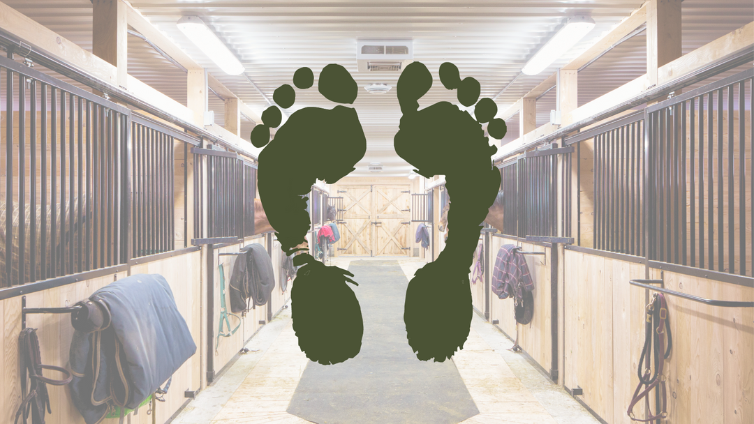 Mehr Nachhaltigkeit im Stall – So kannst du deinen ökologischen Fußabdruck im Pferdealltag minimieren!